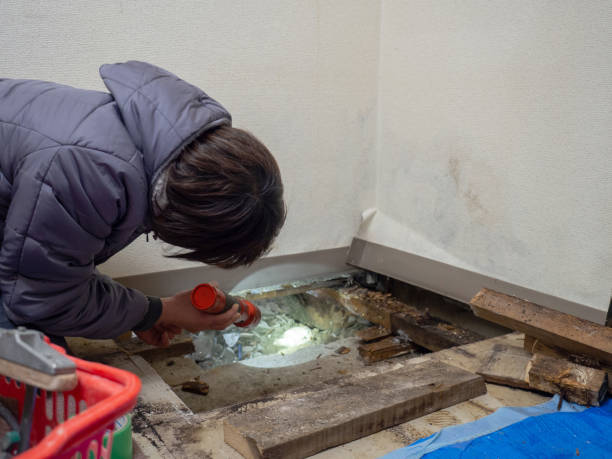 Best Industrial Mold Remediation  in East Peoria, IL