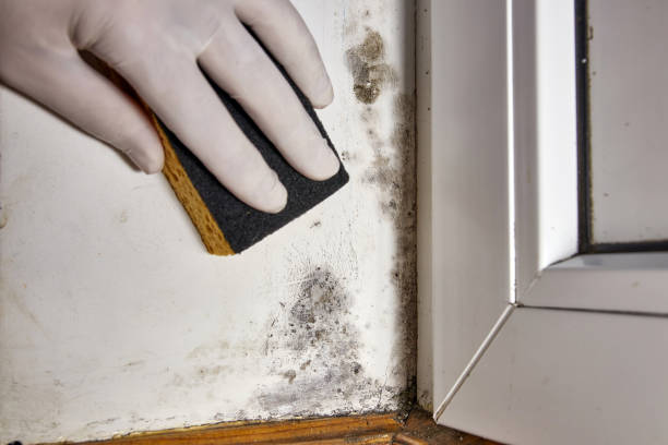 Professional Mold Removal in East Peoria, IL